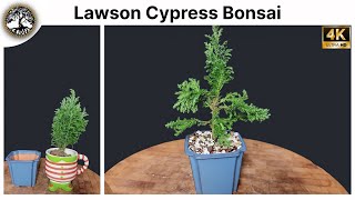 Lawson Cypress Bonsai  Chamaecyparis Lawsoniana Elwoodii [upl. by Hatty546]