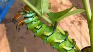 Hickory Horned Devil Caterpillar part 2 [upl. by Canale]