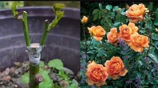 Grating plants  Rose grafting  How to graft the ro se🌹🌹 on a tree viralvideo gardening [upl. by Roshan]