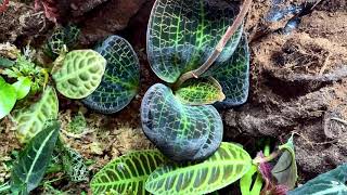 My Tropical Terrarium  Begonia darthvaderiana Labisia Turtle Back Labisia Raui and more [upl. by Ateekal883]