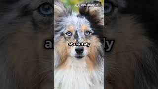 Shetland Sheepdog vs Border Collie Which Herding Breed is Best for You [upl. by Talbott]