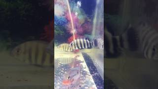 Buttikoferi Fish 🐠 with Green Severum amp Firemouth Fish 🐠 shorts short shortvideo shortsvideo [upl. by Thurlough]