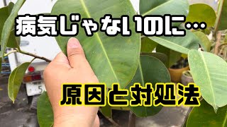 【対処法】病気じゃないのに葉っぱに斑点、色が悪くなる原因。コレかも [upl. by Rutan]