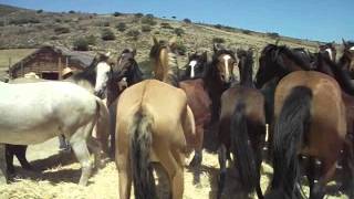 las trillas a yegua suelta en alhuemilla canela baja [upl. by Karlis]