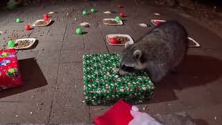 Watch Raccoons celebrate Christmas [upl. by Pyle]