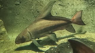 エンツユイイェンツーユイ Chinese suckerChineseHigh Fin Banded Myxocyprinus asiaticus [upl. by Bruner]