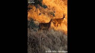 Two Ghorals at Sun Rise wildlife himalya shorts [upl. by Geithner]