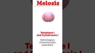 Meiosis animation biology meiosis [upl. by Anuahc774]