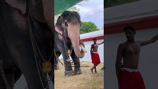 കുഞ്ചുവിന്റെ കൊമ്പല്ലേ ആ കിടക്കണത്  Ookans Kunju  Kerala elephant  Aana  Pappan  ആന പാപ്പാൻ [upl. by Richlad864]