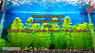 Tanaman Aquascape Limnophila AquaticaAmbulia RaksasaGiant Ambulia Eps1 [upl. by Anaher]