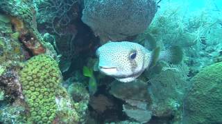 Porcupine Fish XLarge  Cutest fish in the sea [upl. by Aicele]