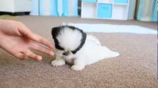 Cute Teacup Puppy Shih Tzu [upl. by Bores793]