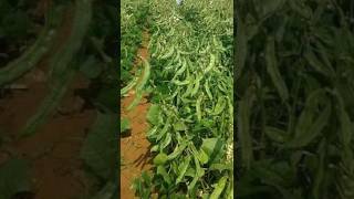 Bushy Dolichos Barbie  343 agri farming video shorts [upl. by Eelytsirk]