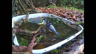 Blaumeisen Kohlmeisen trinken baden Spaß haben 17112024 [upl. by Grey]