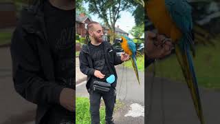 Funny macaw parrot parrot macawparrot ytshort [upl. by Grindlay]