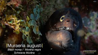 Muraena augusti  Underwater Canaries [upl. by Aivatahs]