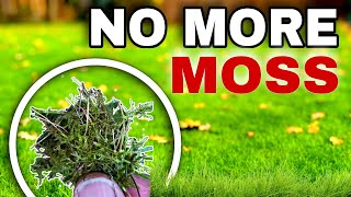 Can these 3 Methods Instantly KILL Moss in the Lawn [upl. by Hyps]