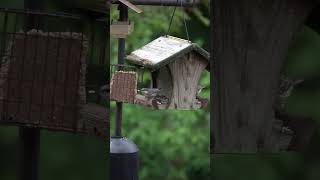 A Brownheaded Nuthatch flies off with a nut birdwatching backyardbirds nature wildlife birds [upl. by Valerlan]