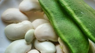 Growing Indian Field Beans  White Kidney Beans  Vaal  Avarakkai  Broad Beans In Containers [upl. by Brebner]