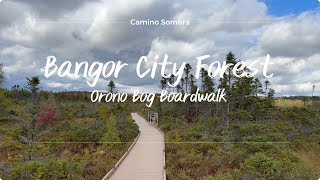 Bangor City Forest in Maine  Orono Bog Boardwalk 4K [upl. by Sorcim]