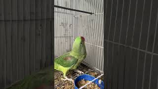 parrot birds cute parrottalking animals parroting [upl. by Yeldar326]