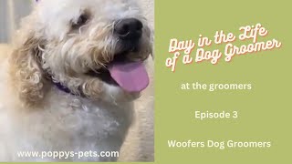 EP 3 with Woody amp Woofers Dog Groomers Chatteris [upl. by Dibbrun]