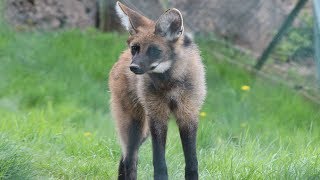 Manenwolf pups  Loup criniere bébés  Maned wolf pups  Monde Sauvage Aywaille 2018 [upl. by Zaremski609]