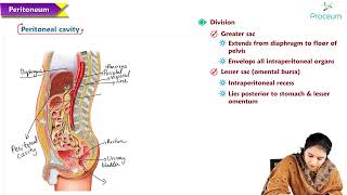 6  Peritoneum and retroperitoneum  Anatomy MBBS Lectures [upl. by Gaskill]