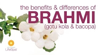 The Benefits amp Differences Between Brahmi Gotu Kola and Bacopa  John Douillards LifeSpa [upl. by Cedell]