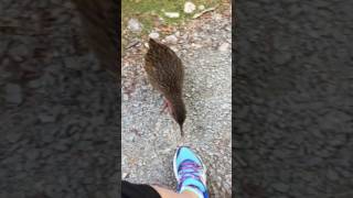 Curious weka bird  Punakaiki New Zealand [upl. by Gualtiero]