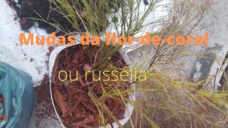 Russélia ou Flordecoral MUDAS E CUIDADOS [upl. by Asel680]