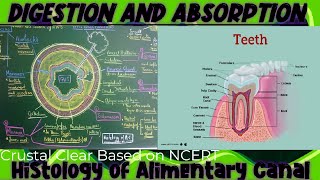 DIGESTION AND ABSORPTION 02Histology of Alimentary canal  Teeth biology physicswallahbiology [upl. by Ainerbas56]