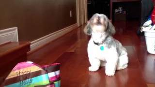 Shih Tzu howling [upl. by Harlen]