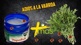 Adios a la Varroa de las Abejas Te enseño como usar este tratamiento 🐝 [upl. by Ayifas140]