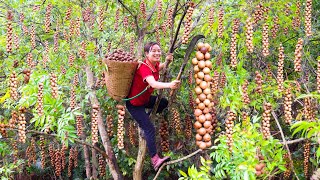 Harvest Macadamia Fruit the most expensive nut in the world Go market sell [upl. by Eisele]