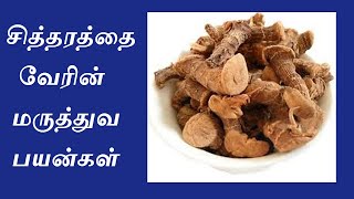 Chitharathai uses in Ayurveda  Siddha in Tamil  சித்தரத்தை [upl. by Artkele453]