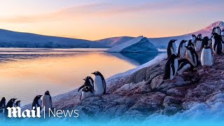 Penguin party British team track penguins on Port Lockroy in Antarcticas Goudier Island [upl. by Sadowski896]