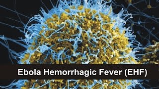 Ebola Hemorrhagic Fever EHF [upl. by Indnahc272]