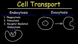 Cell Transport  Endocytosis Exocytosis Phagocytosis and Pinocytosis [upl. by Delila]