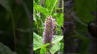 Backyard Bumblebees on Anise hyssop B bumblebees backyardbees pollinatorgarden [upl. by Ecissej]