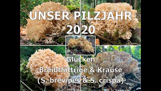 Unser Pilzjahr 2020  Glucken  Breitblättrige Glucke Sparassis brevipes  Krause Glucke S crispa [upl. by Anitsuj473]