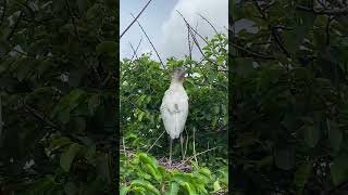 Empty Nester Wood Stork Has an Itch to Scratch [upl. by Refinej565]