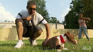 A Familys Road to Recovery New Home for One Pup  Pit Bulls and Parolees [upl. by Skurnik]