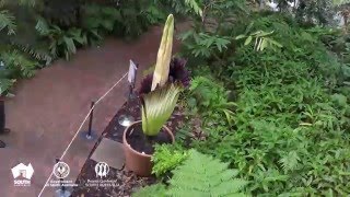 Timelapse  Titan Arum blooms in Adelaide Botanic Garden [upl. by Kcir]