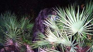 Myakka Skunk Ape Photos [upl. by Bree]