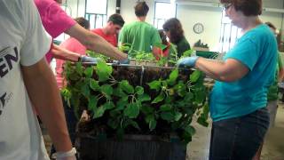 Assembling Longwoods Poinsettia Baskets [upl. by Meekah526]