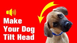 Sounds That Make Dogs Tilt Their Head 🐶 [upl. by Hoffmann]