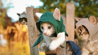 Assassins Kittens [upl. by Sined]