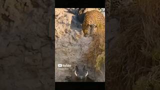 Warthog ignores the leopard 🤣The End warthog leopard shorttrending [upl. by Assil851]