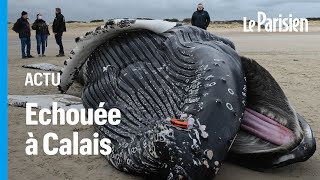 Une baleine à bosse de dix mètres séchoue sur une plage du PasdeCalais [upl. by Keung]